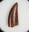 Large Raptor Tooth From Morocco #5037-1